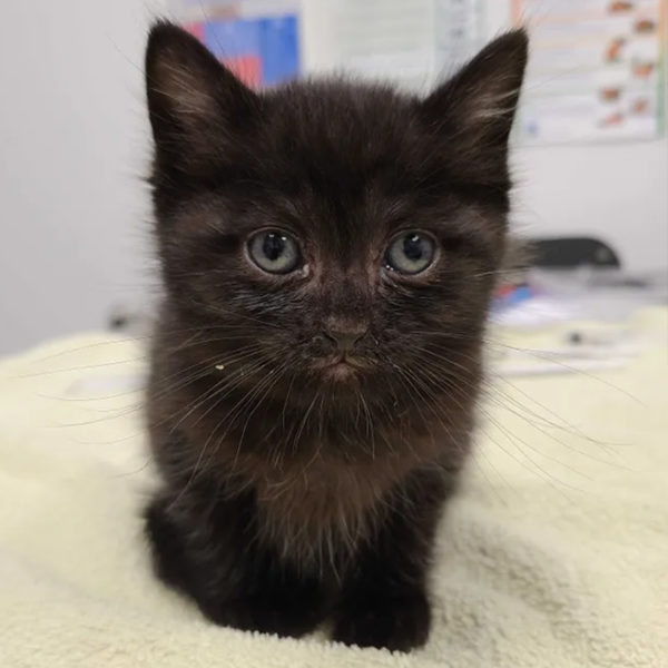 'Most Responsible Kitten in the World' –Binx Looks After Abandoned Litter