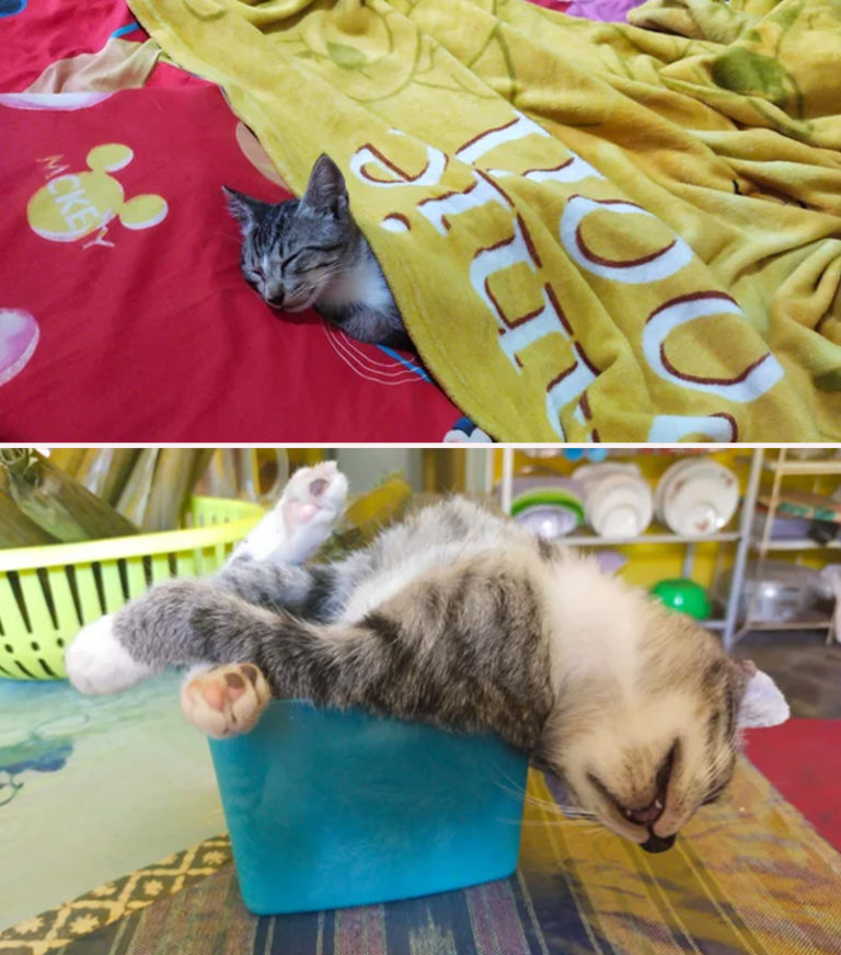 Peaceful Kitten Sleeping Like Human Doing Yoga Soothes