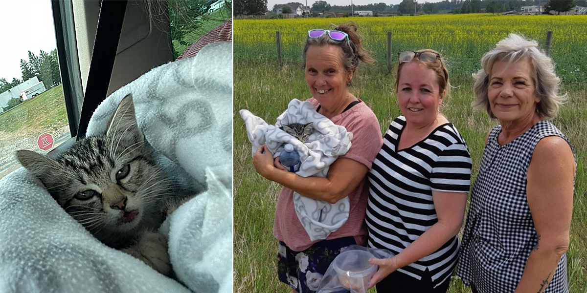 Kitten tossed into field, High River, Alberta, Canada, Heaven Can Wait Animal Rescue
