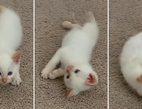 Adorable Rescued Kitten Sulley Performs Cute ‘Trick’ for His Foster Momma