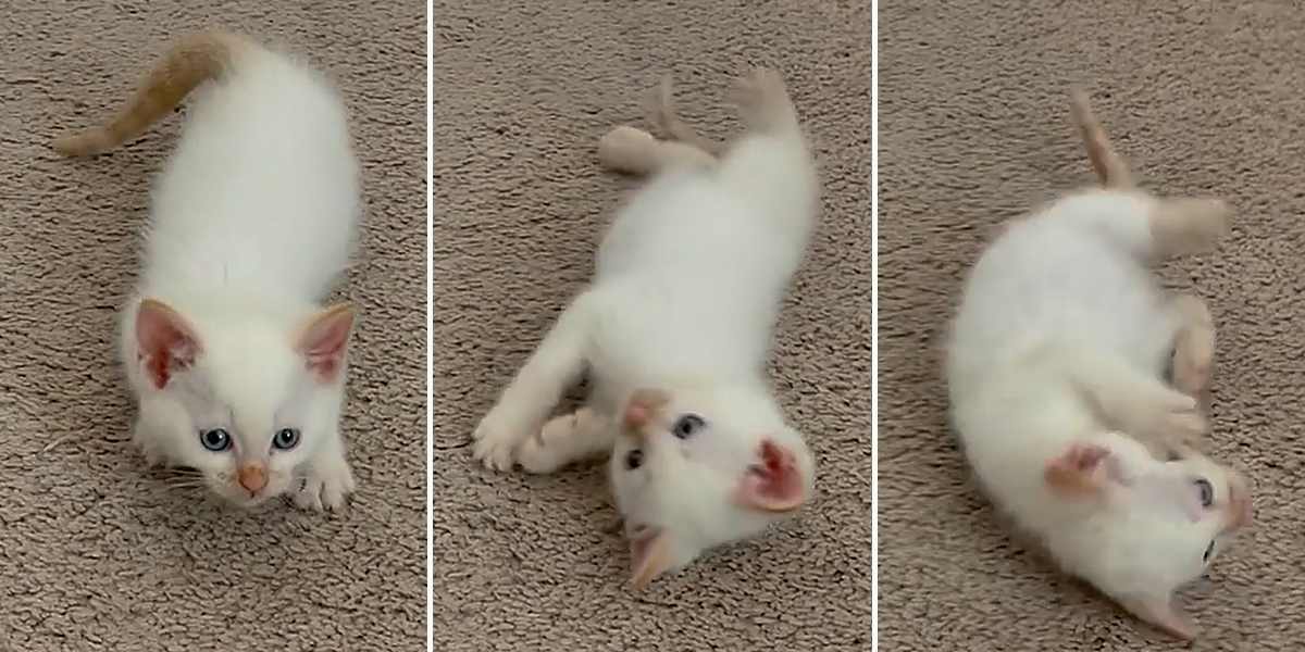 Adorable Rescued Kitten Sulley Performs Cute 'Trick'