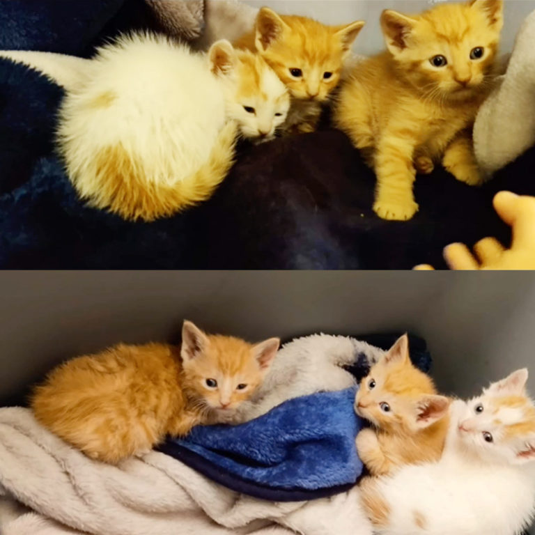 Trash Collector Shares TikTok as He Saves Kittens Found in Truck