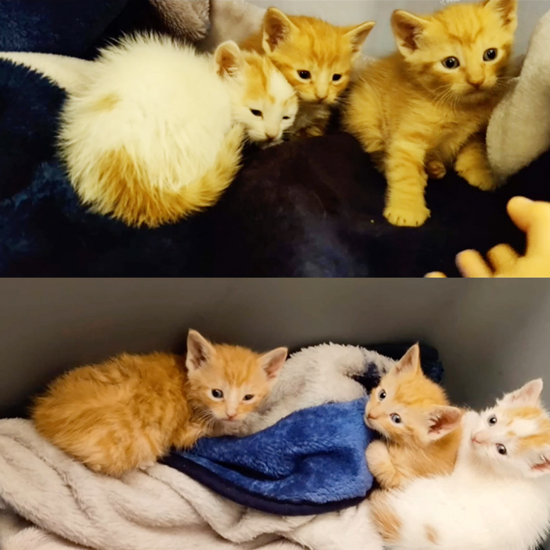 Kittens saved from trash