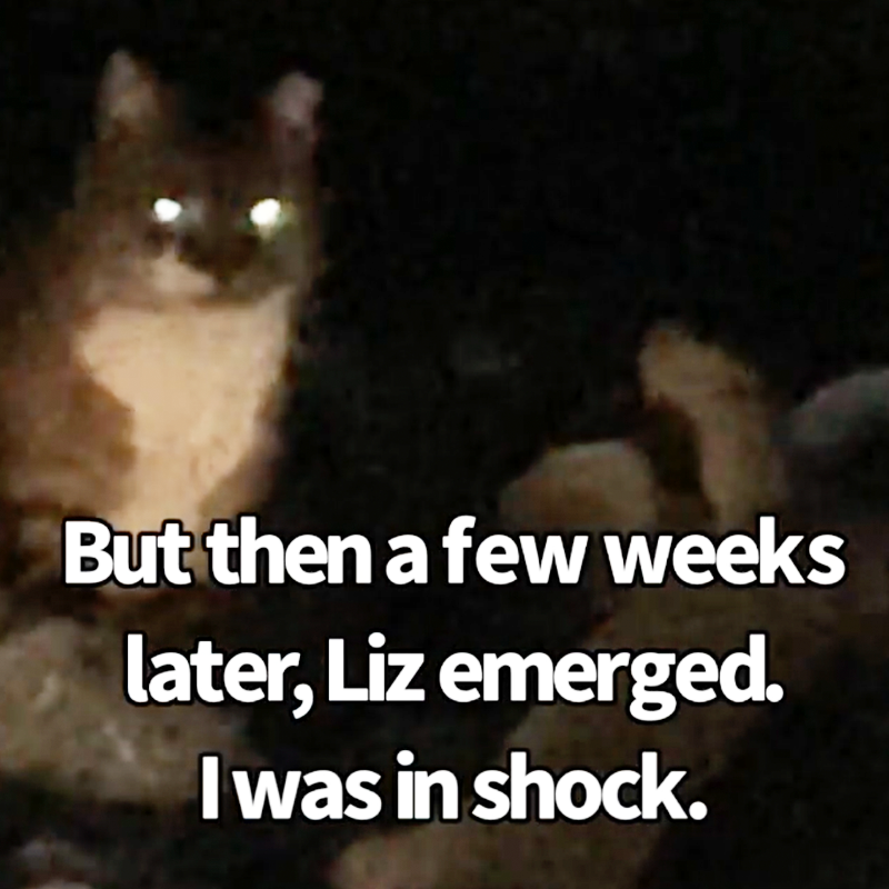 Cat comes out of the dark with glowing eyes