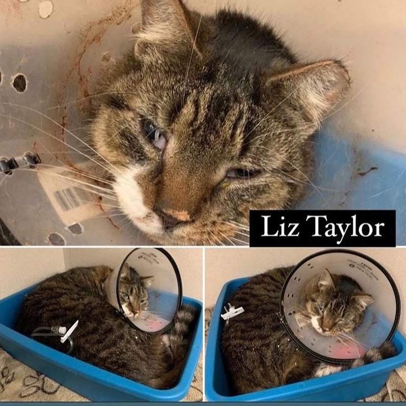 Liz Taylor cat at the vet