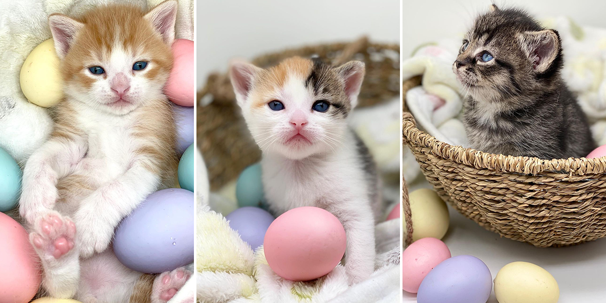 Mama Freckles, Easter egg kittens