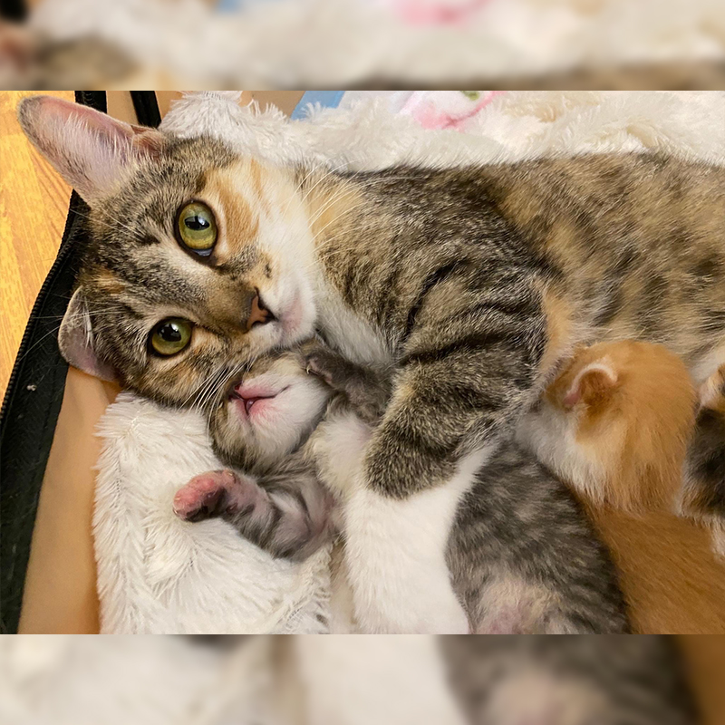 mother cat Freckles, Animal Welfare League of Arlington