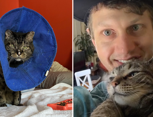Merlin the Magical Cat Who Survived the Marshall Fire – Look at Him Now