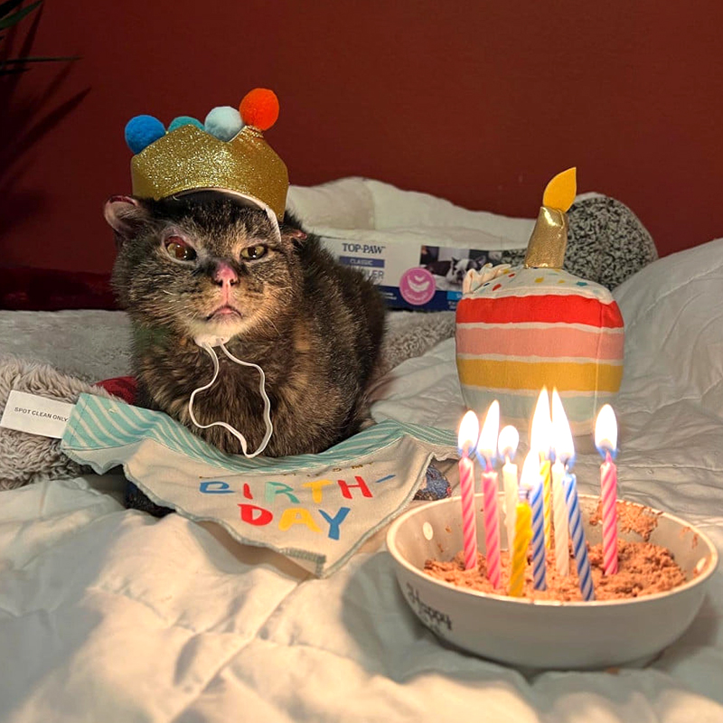 Merlin with birthday candles