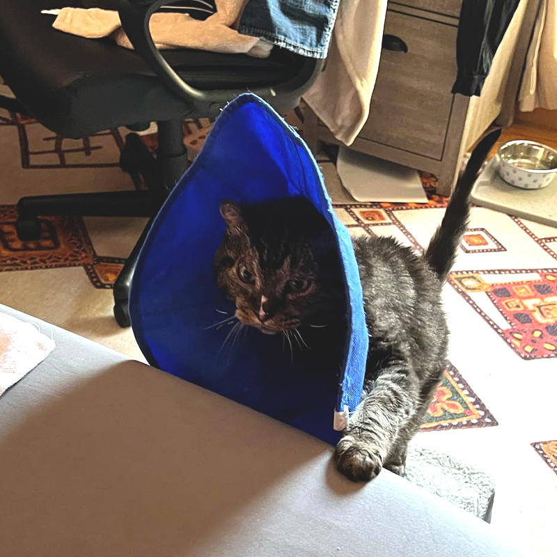 Cat with cone on head at the side of a sofa