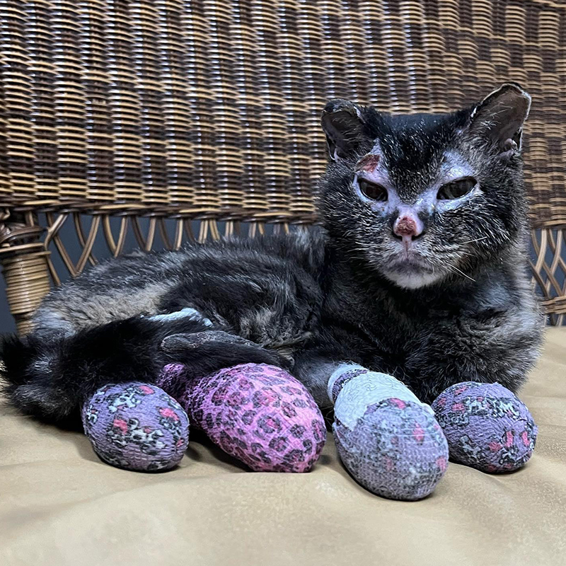 Cat with bandaged feet