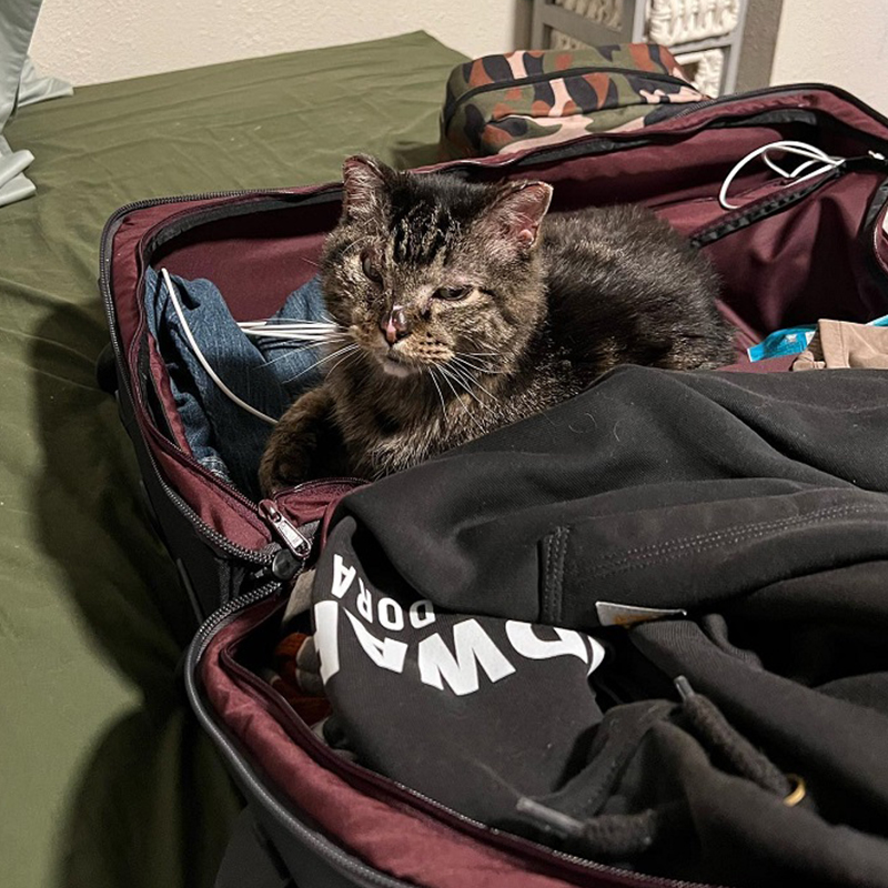 Cat sitting inside a suitcase