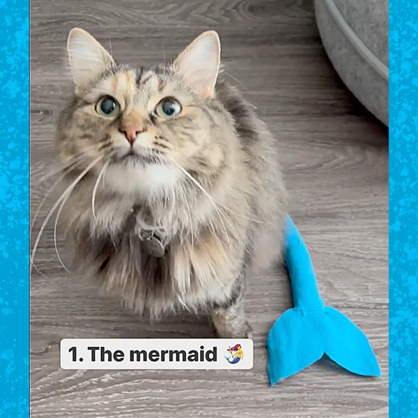 Vets Create Funny Tail Bandages to Help Their Floofy Cat Fern's Tail Heal