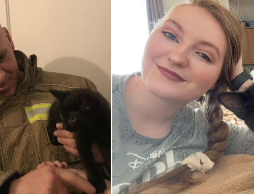 Newly-Adopted Kitten Disappears Inside a Wall, Then Firefighters Arrive