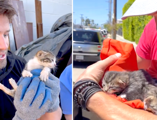 Nathan ‘The Cat Lady’ Works Out Creative Way to Rescue Kittens Near Gym