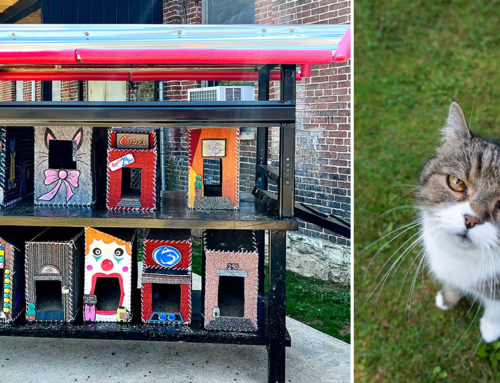 Cat Colony Gets Adorable ‘Kitty Land’ at Converted Historic Factory