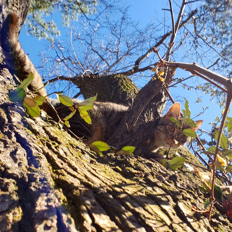 cat stuck in tree, Cat Man Do Rescue
