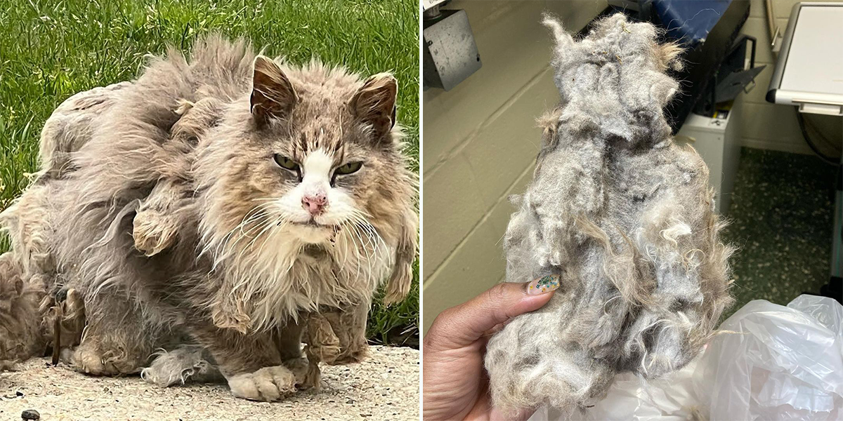Raggedy Andy, Rescued cat, Beth Stern, shave, matted fur
