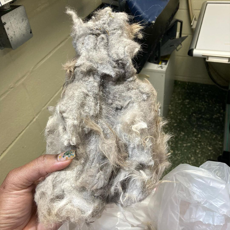 fur removed from Andy