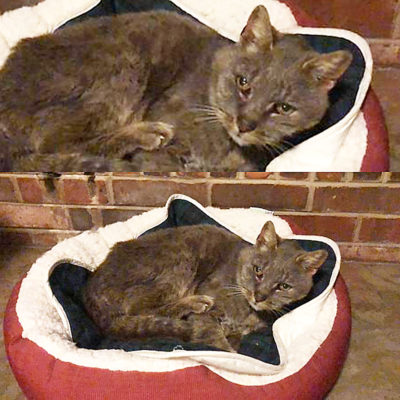 Family Reunites With Ritz, Cat Missing 16 Years, After Receiving Text