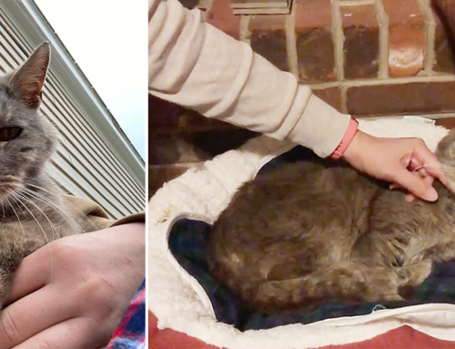 Family Reunites With Ritz, Cat Missing 16 Years, After Receiving Unexpected Text Message