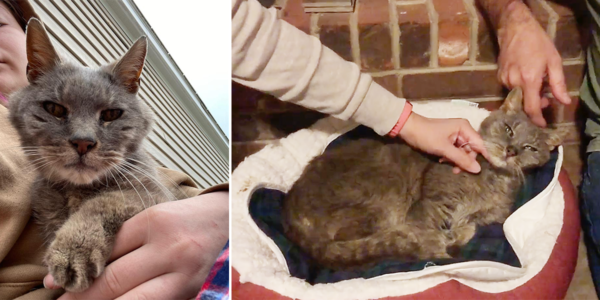 Family Reunites With Ritz, Cat Missing 16 Years, After Receiving Text