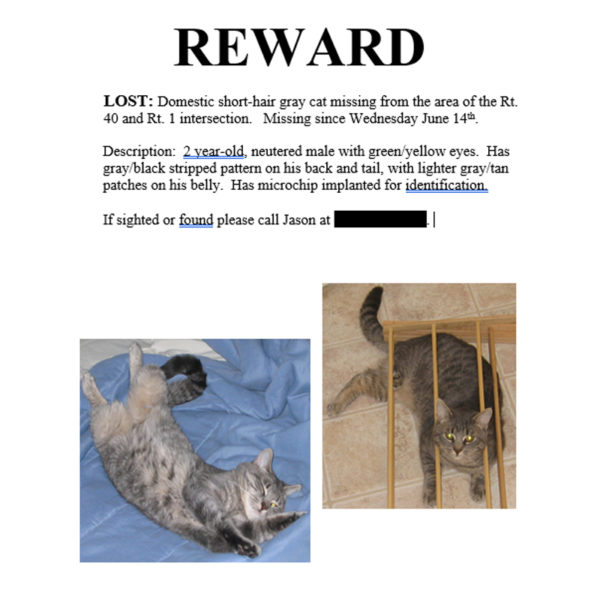 Family Reunites With Ritz, Cat Missing 16 Years, After Receiving Text