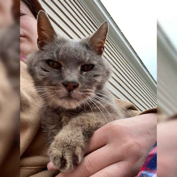 Family Reunites With Ritz, Cat Missing 16 Years, After Receiving Text