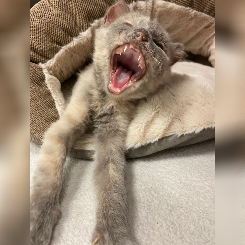 Savannah kitten, saved from dumpster