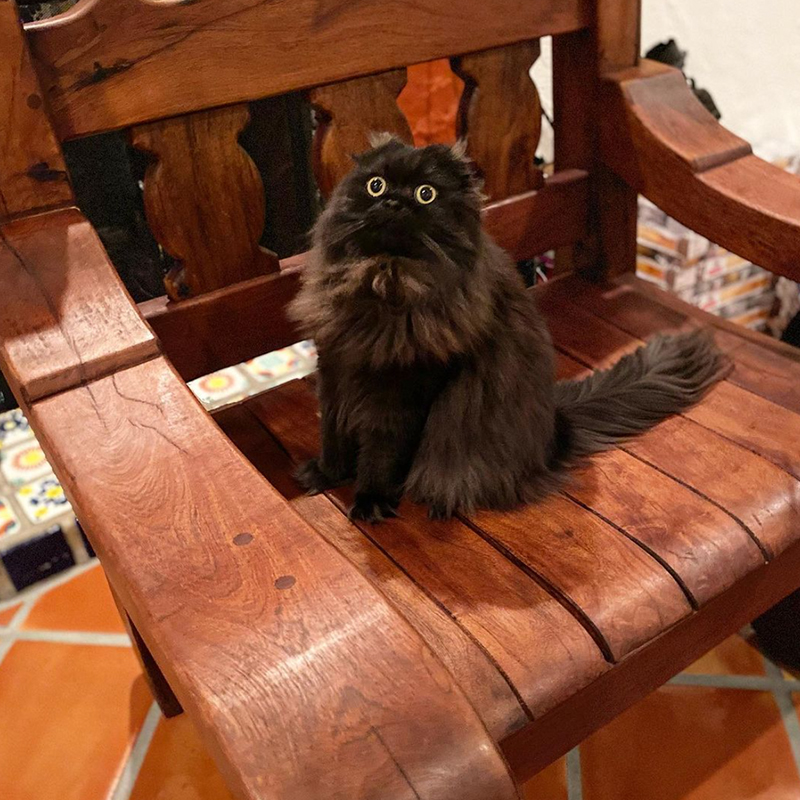 Cat on wooden throne