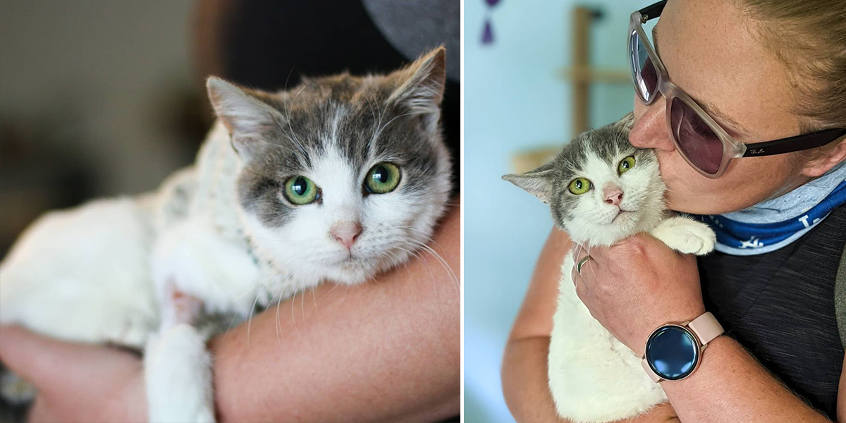 Shiva, Cats of San Bernardino, rescued kitten, Jaina and Ivy