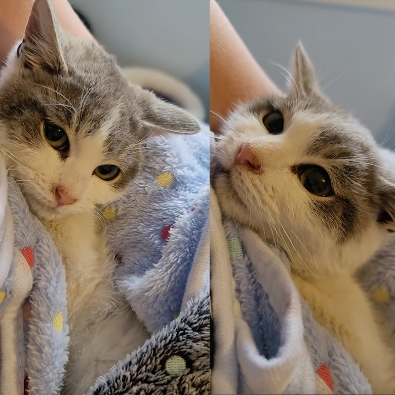 cat held in blankets