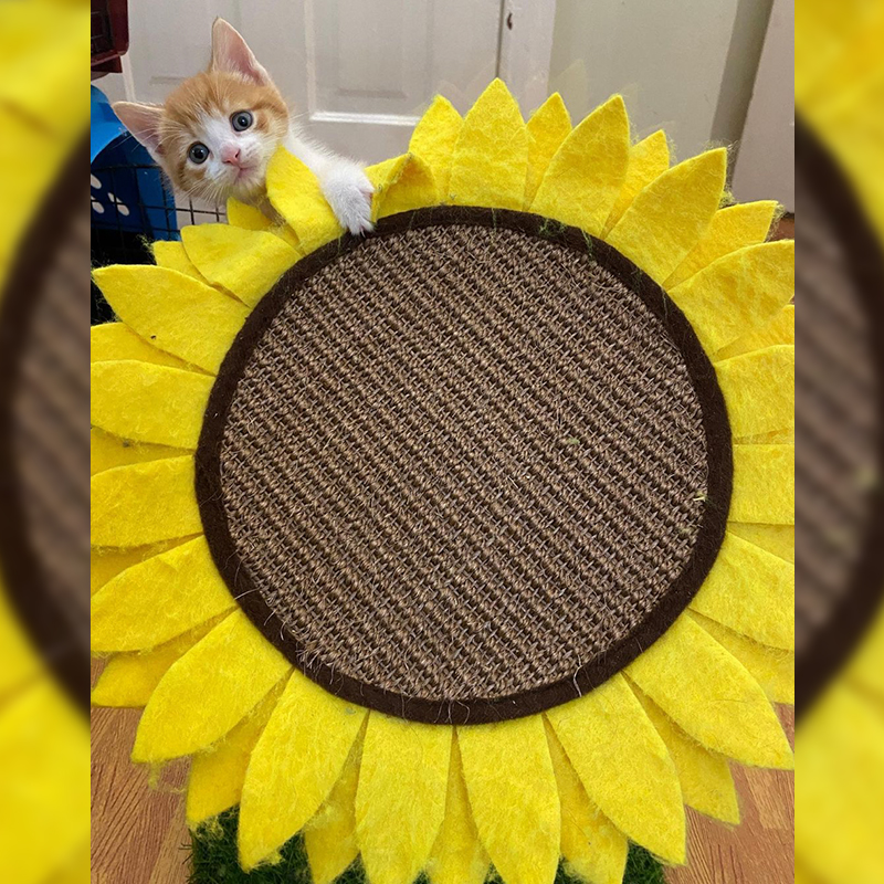 Sunny the kitten with a big sunflower