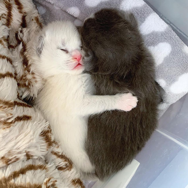 Baby Tali and Thecla cuddle in a heart shape