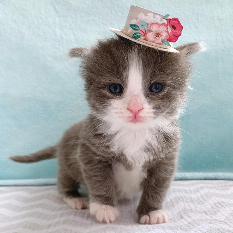 Cute kitten wearing a teeny hat