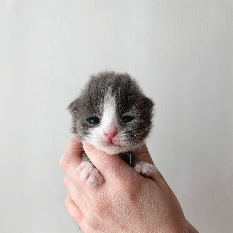 Kitten when she first arrived in foster care