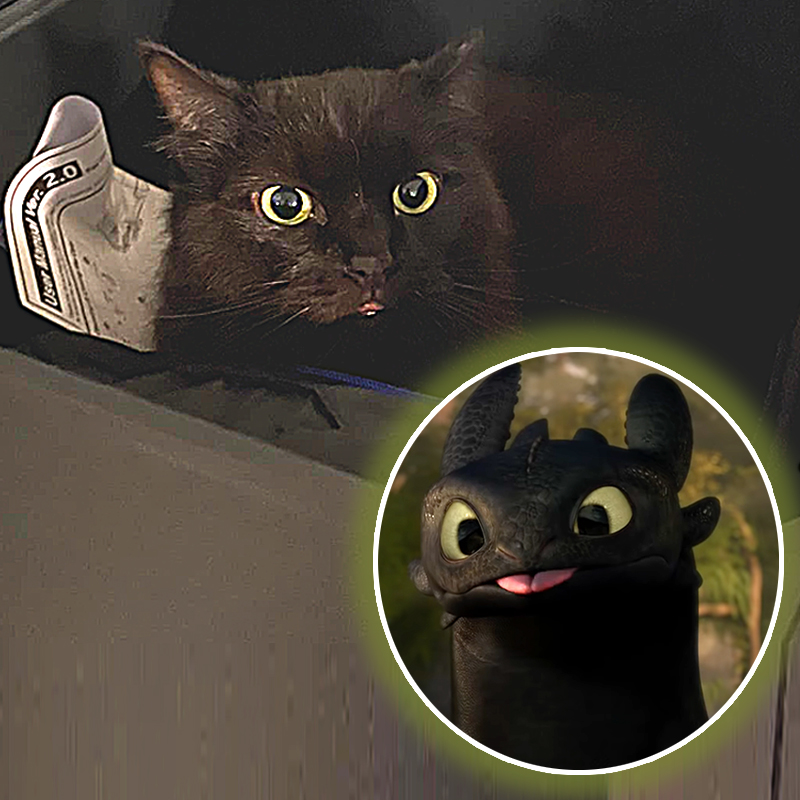 Cat/dragon, Toothless the Dragon