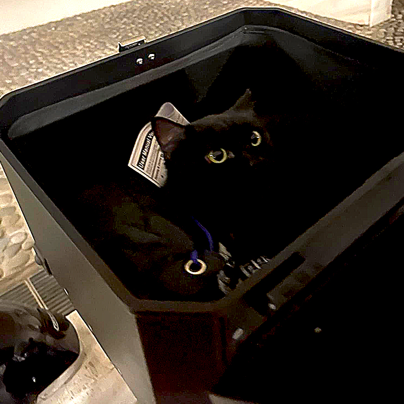 Black cat in a black box