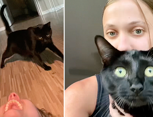 Voodoo the Black Cat Unlocks Door for ‘Auntie’ Locked Outside Home