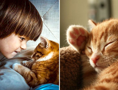 Internet Responds After Mother-in-Law Named Her Kitten After Her Grandson