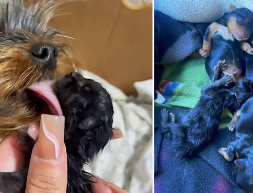 TikTok Users Convinced a Yorkie Gave Birth to a Kitten