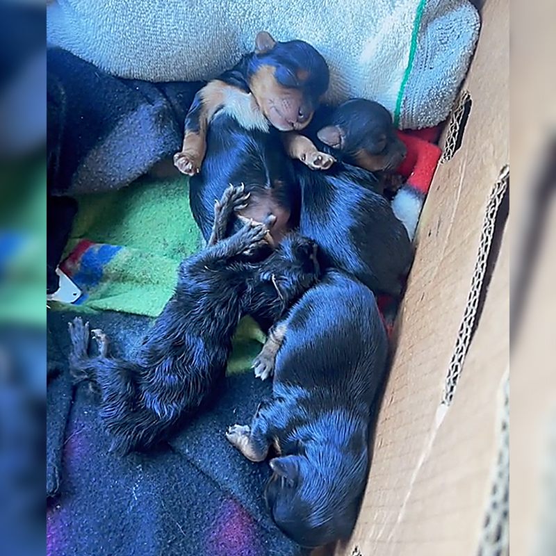 Box of black puppies with one black kitten, Yorkie
