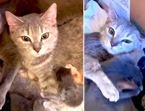 Feral Cat’s Kittens Get Two Mamas When Adopted Sister Steps In