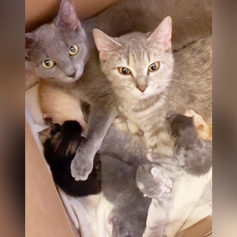 adopted sister, two mamas, cats, kittens