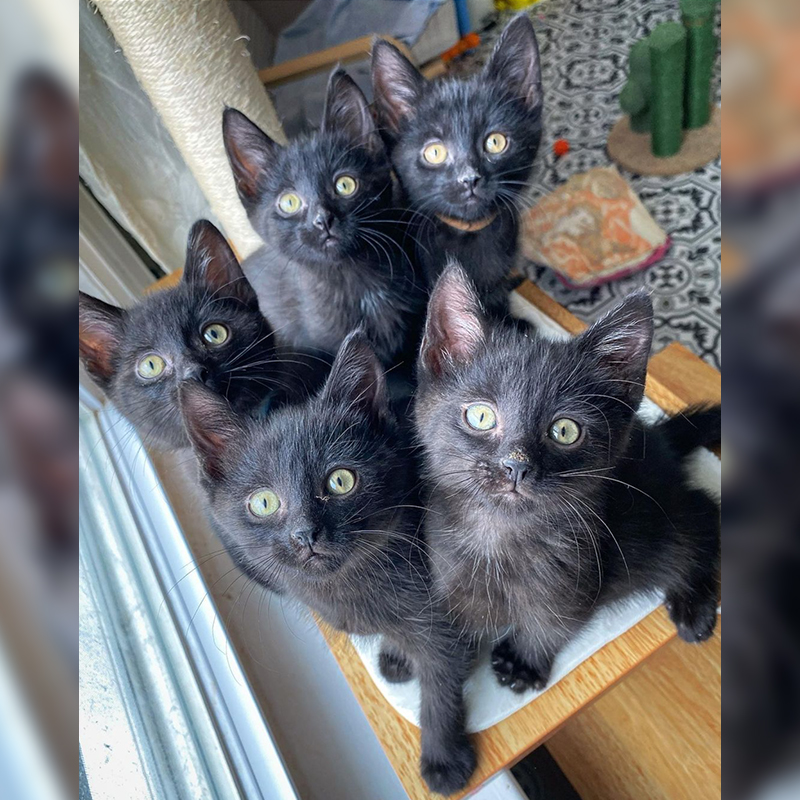 five kittens looking at camera