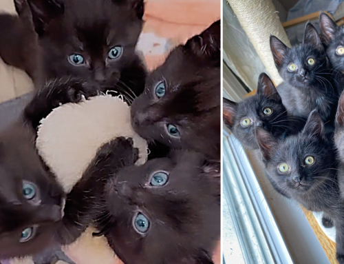 Foster Mom Shares Story of Caring for Five Identical Black Kittens