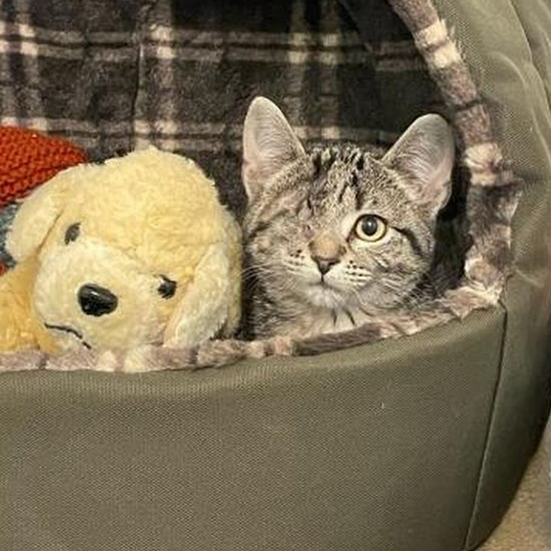 Kitten with stuffed animal puppy in a cat cozy