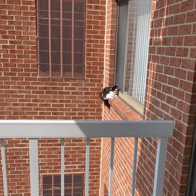 cat on ledge, Alexandria