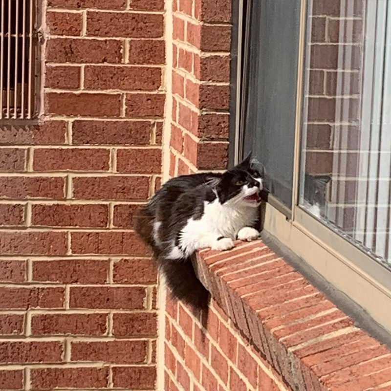 Cat on a ledge, Alexandria