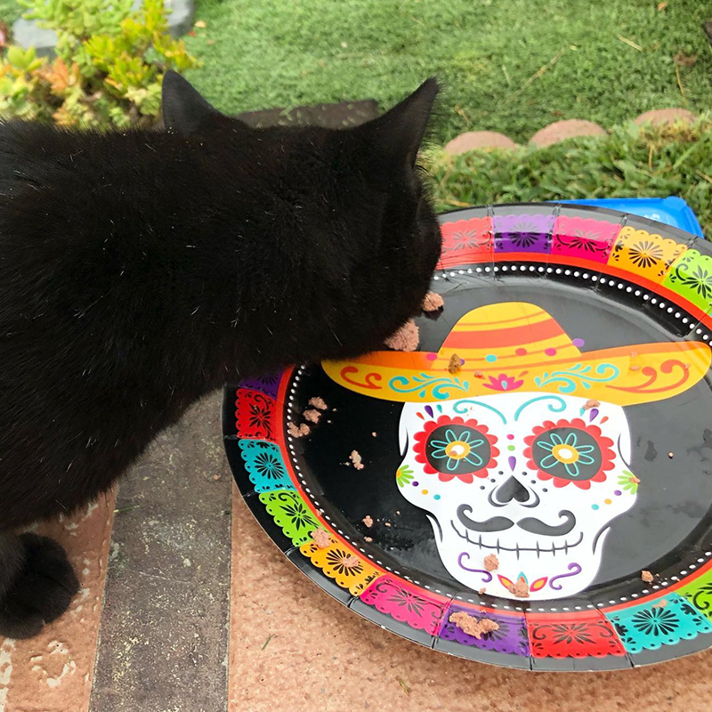 black cat with Dia De Los Muertos plate